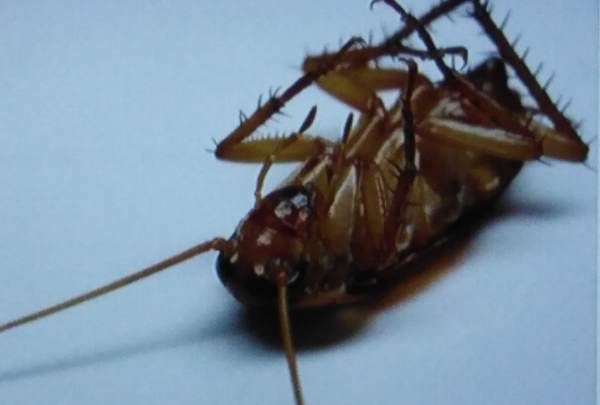 蟑螂翻身是必死,蟑螂翻身是必死吗图4