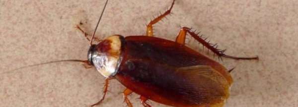 蟑螂翻身是必死,蟑螂翻身是必死吗图1