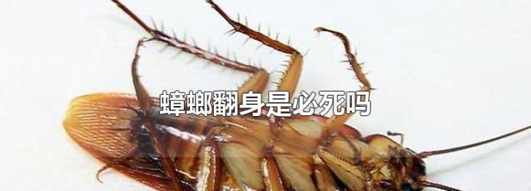 为什么蟑螂背朝天翻不过来